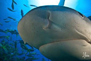 Tiger Sharks are always curious and sneaky this Tiger bru... by Steven Anderson 